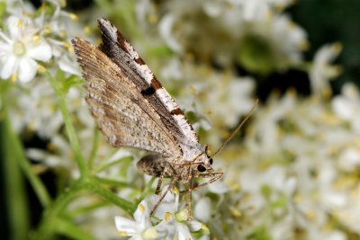 V-Moth, Macaria wauaria, Lille Stikkelsbrmler 2