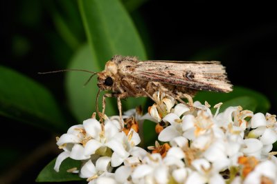 Flame, Axylia putris 1