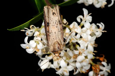 Flame, Axylia putris 2