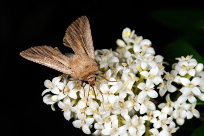 Shoulder-striped Wainscot, Mythimna comma 3