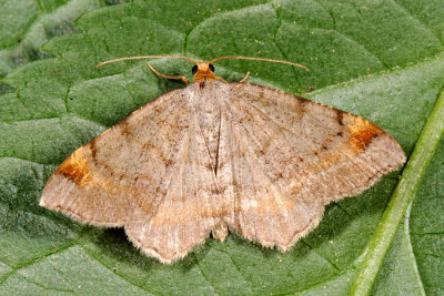 Tawny-barred Angle, Macaria liturata, Fyrre-skovmåler 4