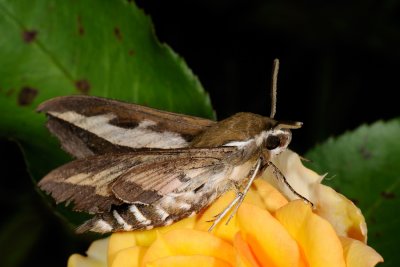 Bedstraw Hawk-moth, Hyles gallii, Snerresvrmer 1