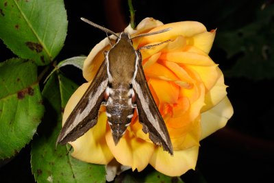 Bedstraw Hawk-moth, Hyles gallii, Snerresværmer 2