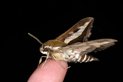 Bedstraw Hawk-moth, Hyles gallii, Snerresværmer 3