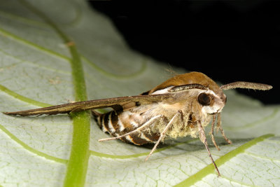 Bedstraw Hawk-moth, Hyles gallii, Snerresvrmer 4