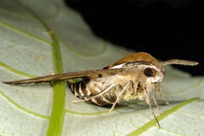 Bedstraw Hawk-moth, Hyles gallii, Snerresværmer 4