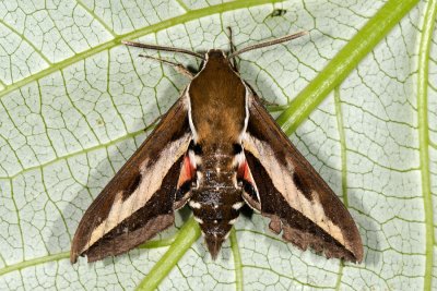 Bedstraw Hawk-moth, Hyles gallii, Snerresvrmer 5