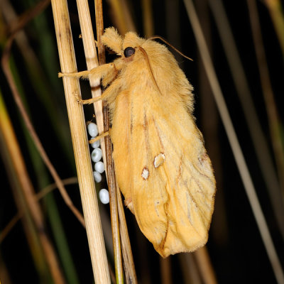 Drinker, Euthrix potatoria, Græsspinder 8
