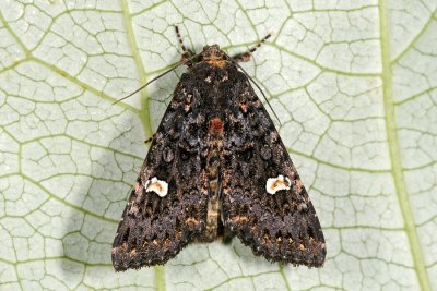 Dot Moth, Melanchra persicariae, Pileurtugle 4
