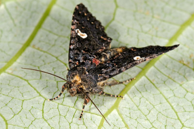 Dot Moth, Melanchra persicariae, Pileurtugle 5