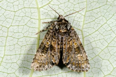 Coronet, Craniophora ligustri, Ligusterugle 1