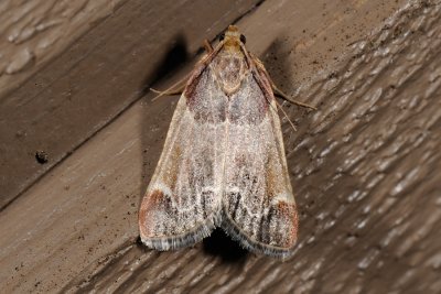 Meal Moth, Pyralis farinalis, Stort Melml 1