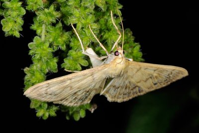 Mother of Pearl, Pleuroptya ruralis 3