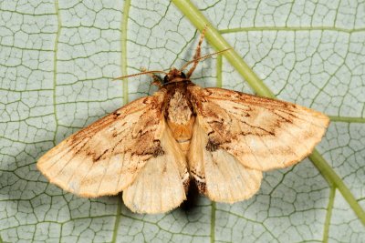 Coxcomb Prominent, Ptilodon capucina, Kamelspinder 4