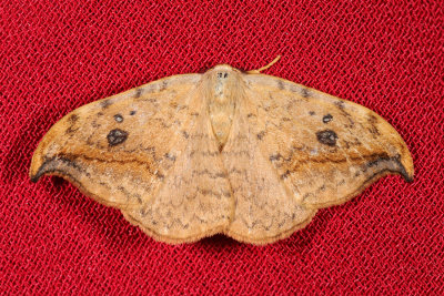 Pebble Hook-tip, Drepana falcataria, Birke-Seglvinge 1