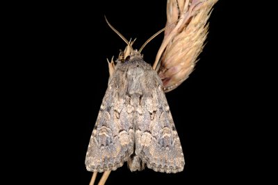 Flounced Rustic, Luperina testacea, Frgrsugle 8