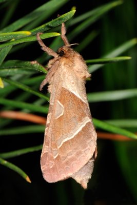 Orange Swift, Triodia sylvina, Skræppeborer 4