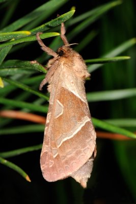 Orange Swift, Triodia sylvina, Skrppeborer 4