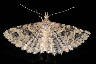 Twenty-plume Moth, Alucita hexadactyla, Mangefingret fjerml 2
