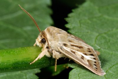 Antler Moth, Cerapteryx graminis, Grsugle 4