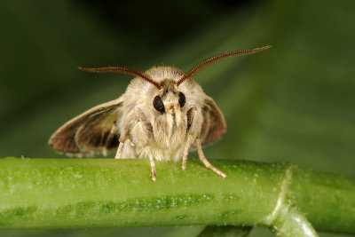 Antler Moth, Cerapteryx graminis, Grsugle 5