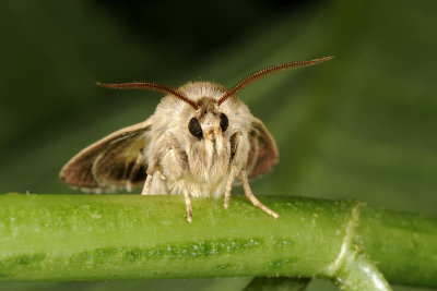 Antler Moth, Cerapteryx graminis, Græsugle 5