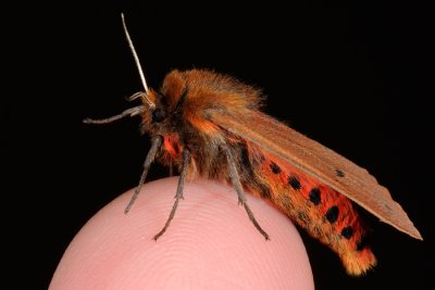 Ruby Tiger, Phragmatobia fuliginosa, Kanelbjørn 1