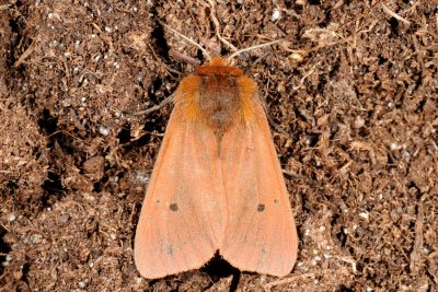 Ruby Tiger, Phragmatobia fuliginosa, Kanelbjørn 4