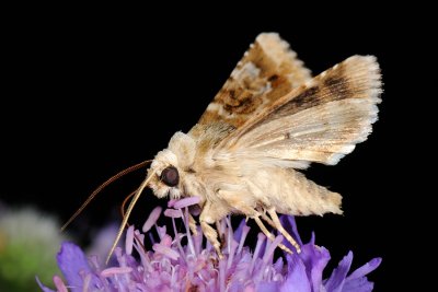 Dusky Sallow, Eremobia ochroleuca 4