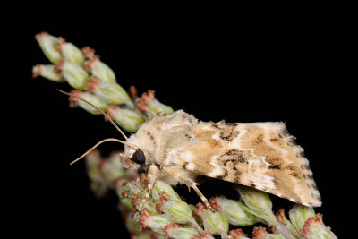 Dusky Sallow, Eremobia ochroleuca 6