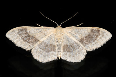Riband Wave, Idaea aversata, Vinkelstreget løvmåler 2
