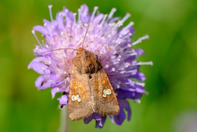 Ear Moth, Amphipoea oculea 1