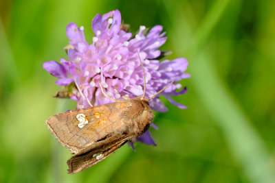 Ear Moth, Amphipoea oculea 2
