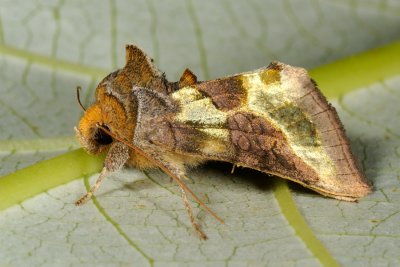 Burnished Brass, Diachrysia chrysitis, Grøn Metalugle 3