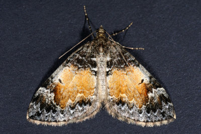 Chloroclysta truncata, Jordbær-bladmåler 3