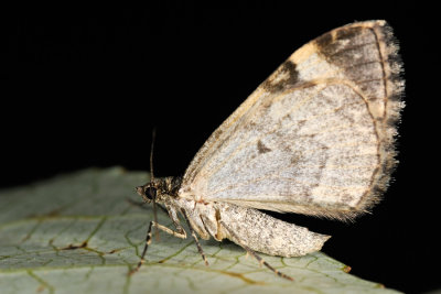 Chloroclysta truncata, Jordbær-bladmåler 4