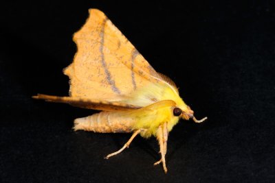 Canary-shouldered Thorn, Ennomos alniaria, Elle-Tandmåler 6