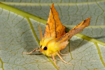 Canary-shouldered Thorn, Ennomos alniaria, Elle-Tandmåler 7