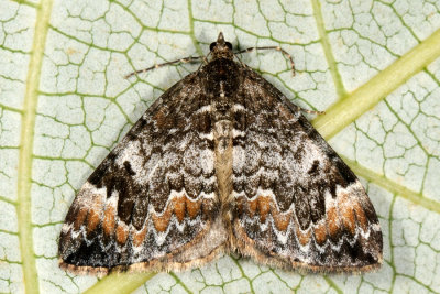 Chloroclysta truncata, Jordbær-bladmåler 5