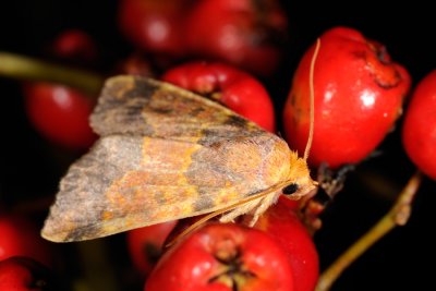 Barred Sallow, Tiliacea aurago, Guldugle 2