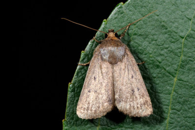 Mouse Moth, Amphipyra tragopoginis, Prikket pyramideugle 1