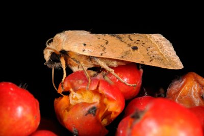 Yellow-line Quaker, Agrochola macilenta 4