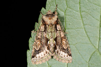 Green-brindled Crescent, Allophyes oxyacanthae, Tjørneugle 5