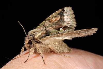 Green-brindled Crescent, Allophyes oxyacanthae, Tjrneugle 6