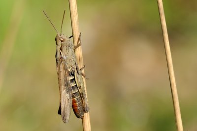 Common field grasshopper, Chorthippus brunneus, Almindelig markgrshoppe 1