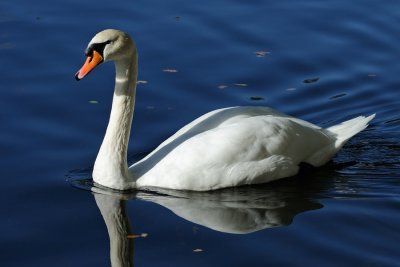 Mute Swan, Cygnus olor, Knopsvane 1