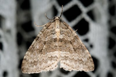 Pale November Moth, Epirrita christyi 4