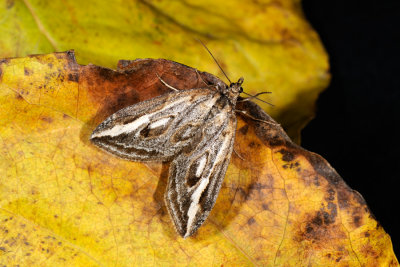 Streak, Chesias legatella, Gyvelmåler 4