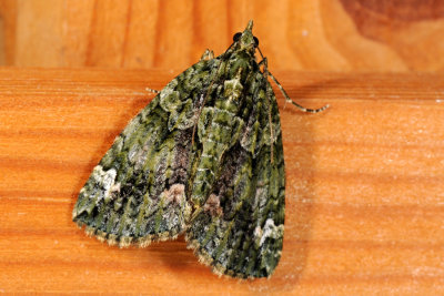 Red-green Carpet, Chloroclysta siterata, Mørk irmåler 5