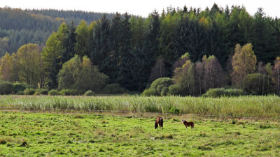 Horses in the Fall 1